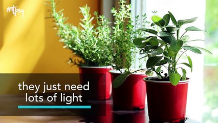 Become an Indoor Gardener And Grow These Herbs Inside Your Home