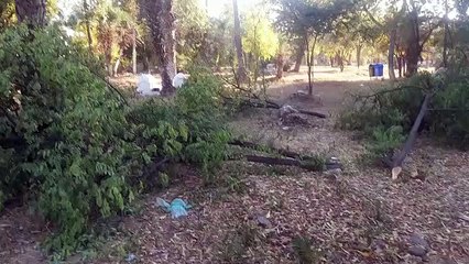 कब्रिस्तान को भी नहीं छोड़ रहे, आरी चलाकर ले गए चंदन के पेड़