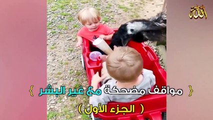 مواقف مضحكة _ الجزء الأول ـ1ـ ( طرائف الحيوانات )
