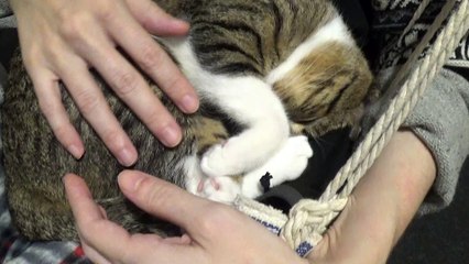 Purring Cat Loves to Sleep in My Arms