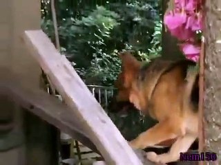 Rex - A Cop's Best Friend - Se8 - Ep05 HD Watch