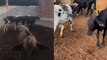 Suspeitos de furtarem 14 cabeças de gado na região de Pombal são presos em Cajazeiras