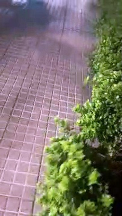 Drunk Guy in the Bushes