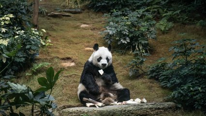RIP An An, Oldest Male Panda in Captivity | Reports