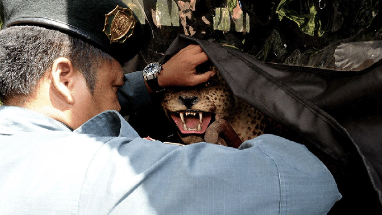 How Smugglers Move $23 Billion Worth of Animals | Explains