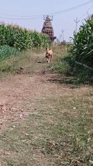 A wild dog fetches something to eat for himself.
