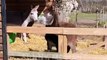 Funny Animals Top 50 Videos Part-2, Funny Dogs Cats Pets And Animals Viral Videos