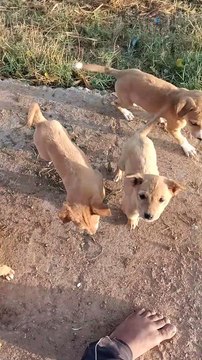 The puppies are having so much fun.