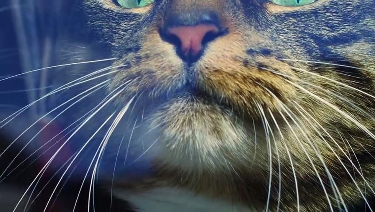 Unsere wilden Lieblinge - Die geheimnisvolle Welt der Haustiere | movie | 2015 | Official Trailer