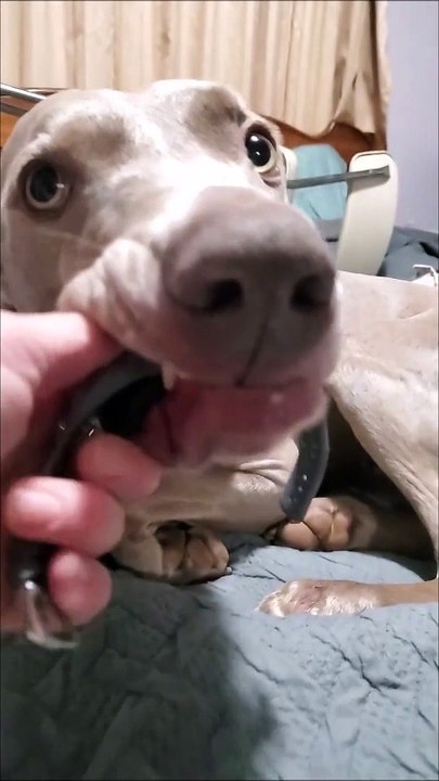 Give Me Attention!