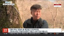 봄기운 담긴 '귀한 물'…장성 고로쇠 수액 채취 한창