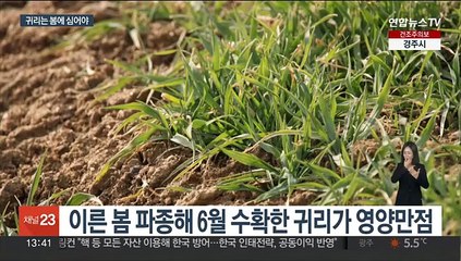 봄에 심은 쌀귀리…각종 영양성분 듬뿍