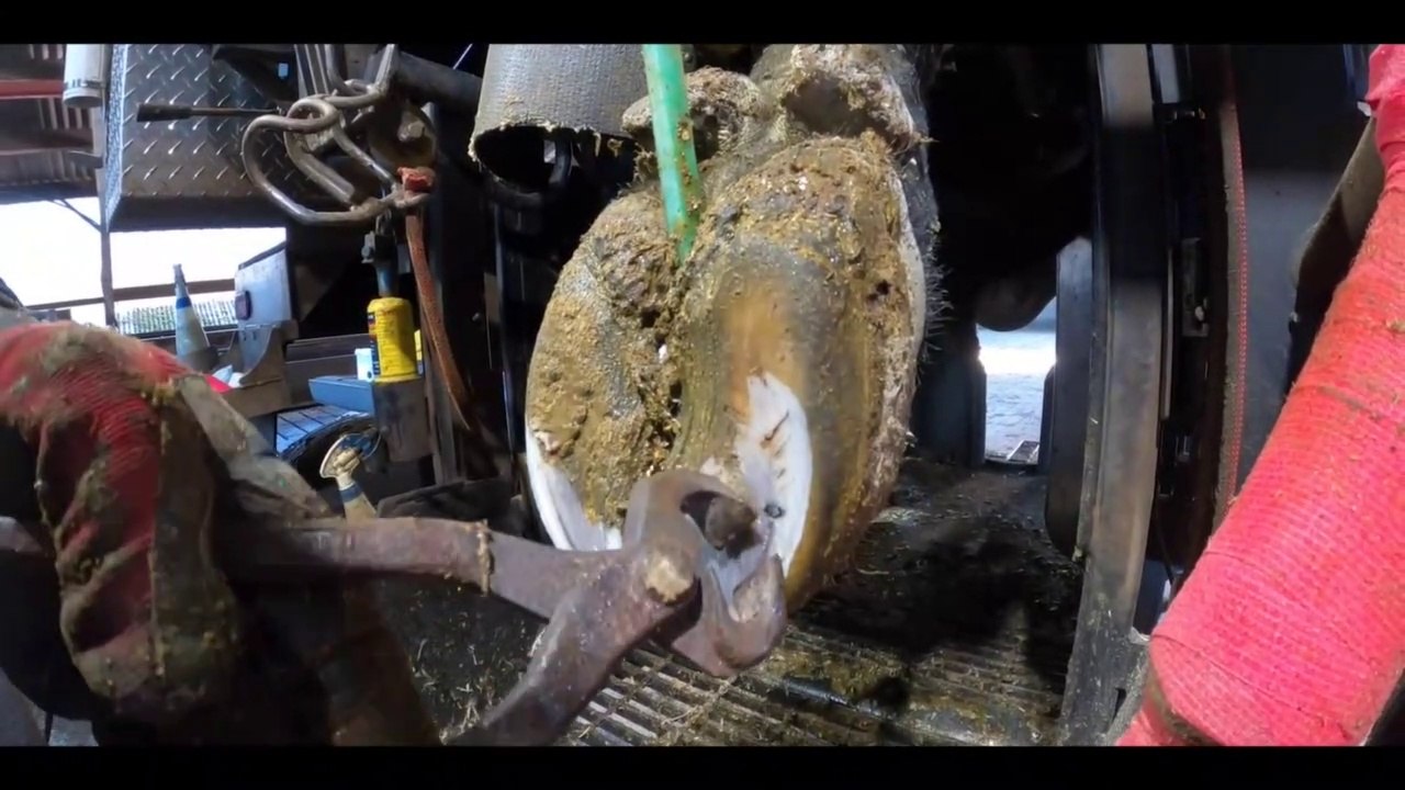 NAIL REMOVED from BULL'S PAINFUL FOOT