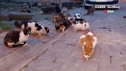 Tekirdağ'da kedi sokağı... 62 tane kedi var