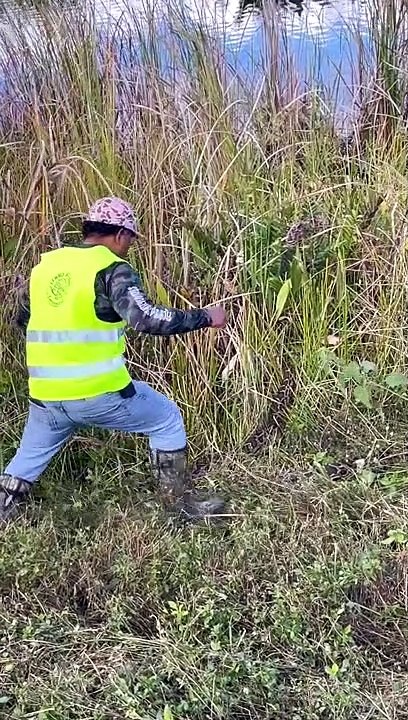 Python Hunting in the Everglades
