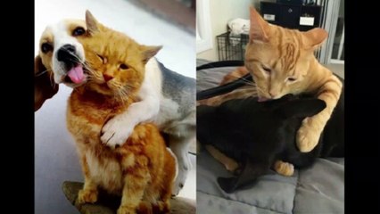 FUNNY CAT AND ANOTHER ANIMAL BEST FUNNY ANIMAL VIDEO FUNNY CUTE CAT KITTEN