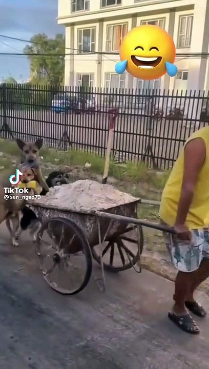 When animal and human working together