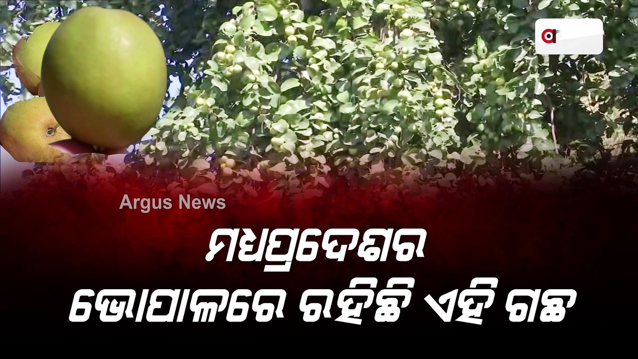 100 Years Old Trilok Ber Tree, Heals Depression