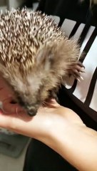 Funny animals! funny animals short video