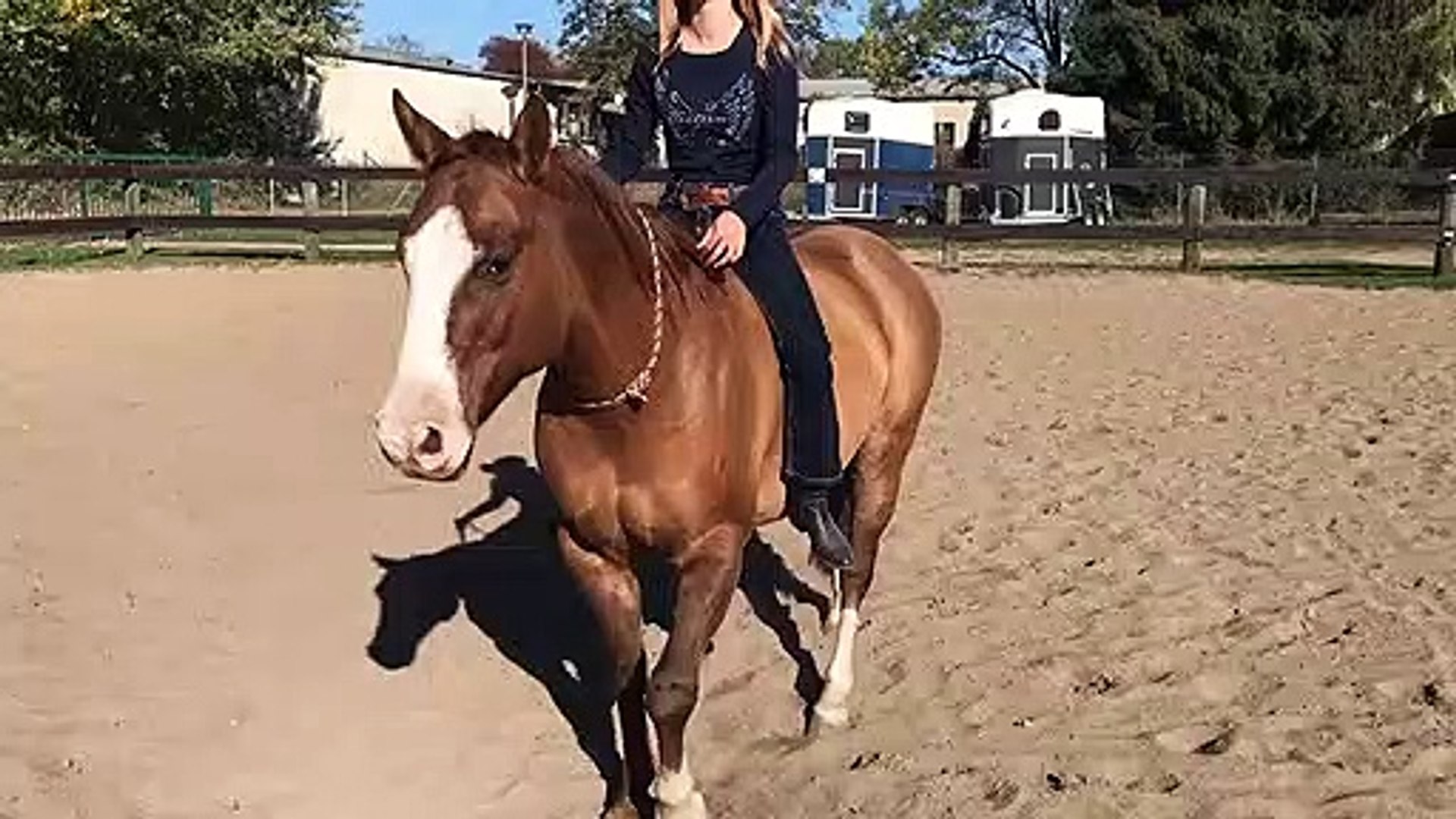 Funny animals! funny animals short video