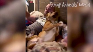 Funniest Dogs And Cats Videos  - Best Funny Animal Videos 2023  #6