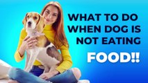 what to do when dog is not eating food | doghealth | dogcare