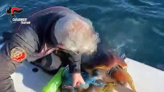 Tartaruga aggrovigliata in una rete di pesca soccorsa a Favignana