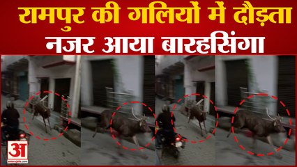 Rampur News : जेल रोड पर दिखाई दिया बारहसिंगा, वीडियो हो रहा है वायरल, तलाश में वन विभाग की टीम