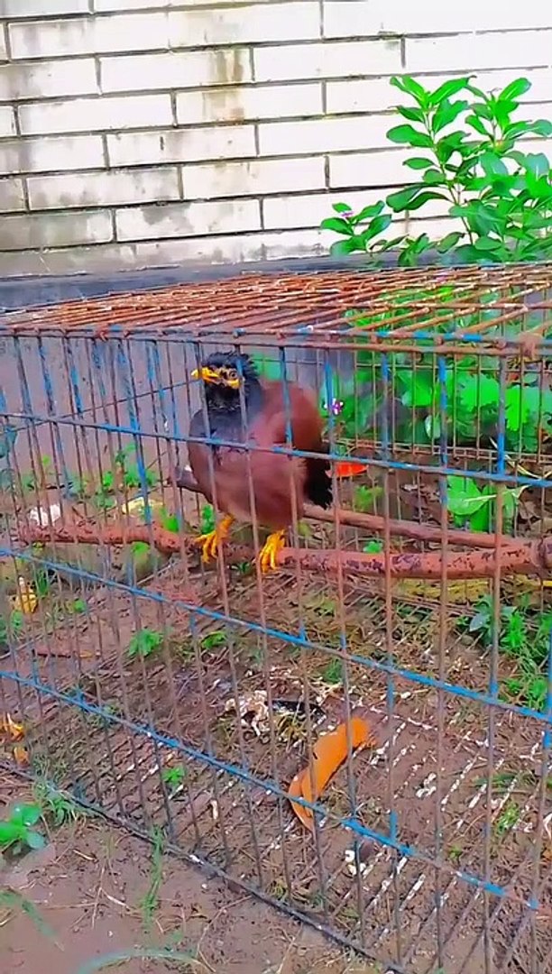 ⁣Funny animals! funny animals short video