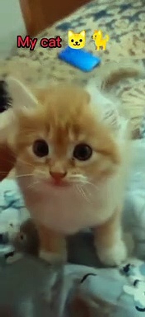 ⁣Funny animals! funny animals short video