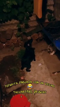 Negrita enojada con el vecino (perra y gato) . Tacuarembó, Uruguay (21/01/2023)