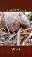 La mulita del vecino . Tacuarembó, Uruguay (2021)