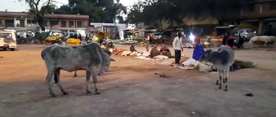 मेला ग्राउंड में आवारा धूम रहे मवेशी