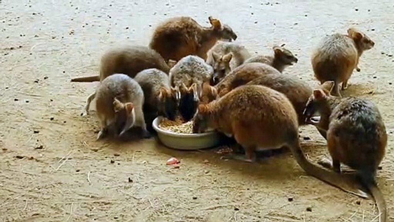 Funny Animal videos 2023
