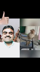 नटखट बंदर की कलाकारी । Monkey Video #funnyvideo #comedyvideo #vinodjivlogs