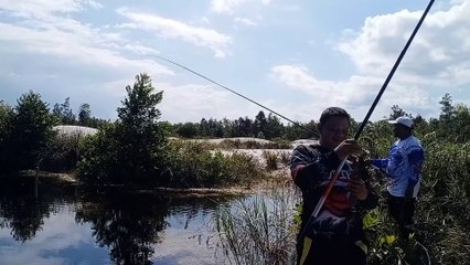 strike ikan gabus mihau