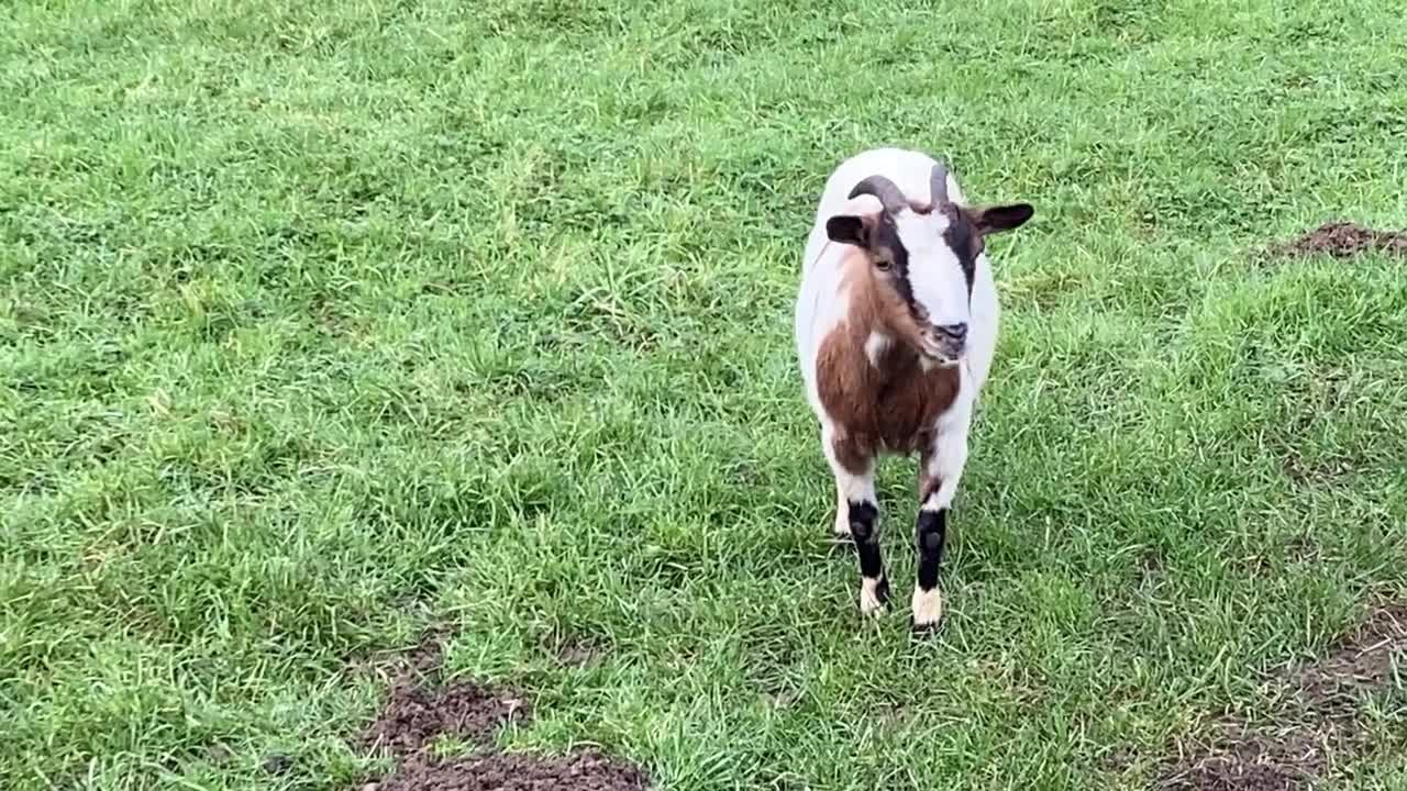 Chèvres décédées