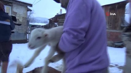 Yeni doğan kuzular donmasın diye evlerinde bakıyorlar