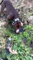 Chiots trouvés de manière inattendue trouvés sur un sentier éloigné - Buzz Buddy