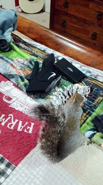 Beurre l'écureuil aide à plier le linge - Buzz Buddy