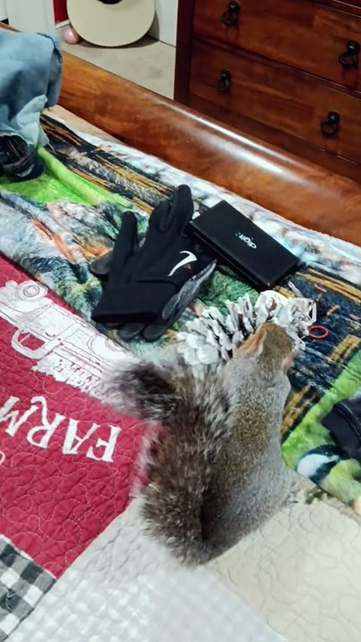 Beurre l'écureuil aide à plier le linge - Buzz Buddy