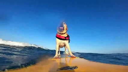 Labrador aime surfer - Buzz Buddy