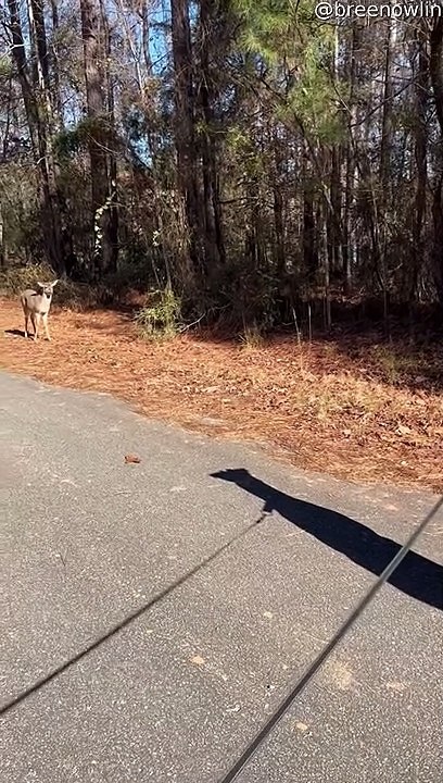 Un dogue allemand et un cerf - Buzz Buddy