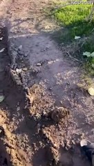 Sauver un pauvre hérisson coincé dans la boue - Buzz Buddy