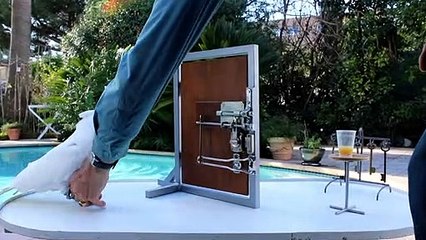 Smudge Le cacatoès le plus intelligent - Buzz Buddy