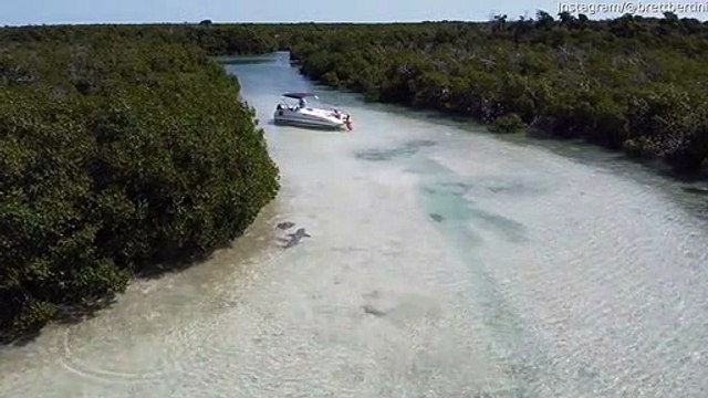 Le requin citron traque Stingray dans les eaux peu profondes - Buzz Buddy