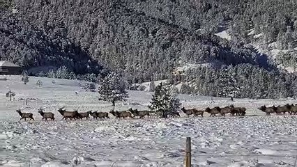Migration massive d'élans dans le Wyoming - Buzz Buddy