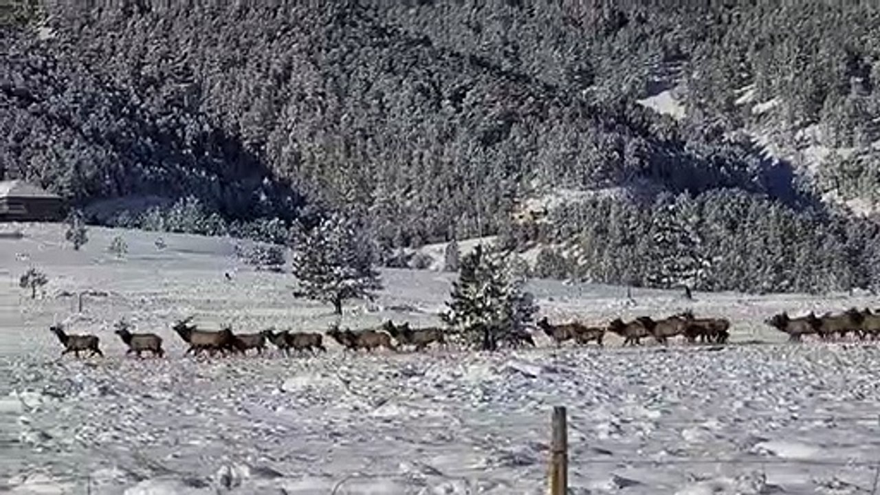 Migration massive d'élans dans le Wyoming - Buzz Buddy
