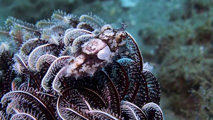 La seiche essaie de nous montrer comment se camoufler à côté de la plante - Buzz Buddy
