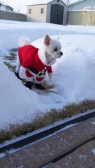 Bella le chien va pour une pause toilette festive - Buzz Buddy